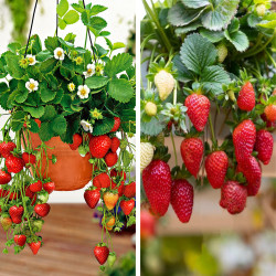 Czerwone owoce truskawki pnącej gotowe do zbioru