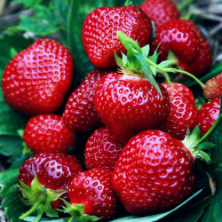 Truskawka Honeoye – bardzo wczesna odmiana deserowa