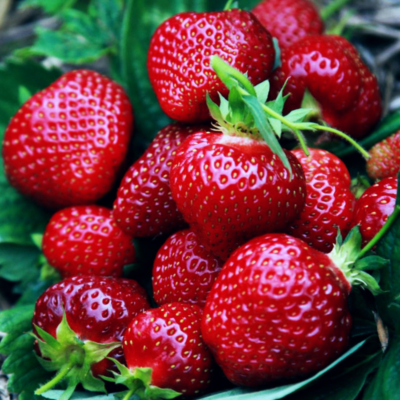 Truskawka Honeoye – bardzo wczesna odmiana deserowa