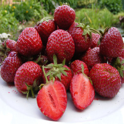 Ciemnoczerwone owoce truskawki Honeoye zbliżenie