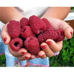 Malina wczesna Gigant – bardzo duże czerwone owoce