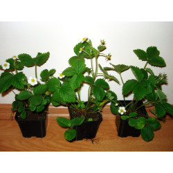 Uprawa poziomki Regina Gigant w doniczkach