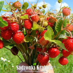 Owoce poziomki Regina Gigant – aromatyczna odmiana wielkoowocowa