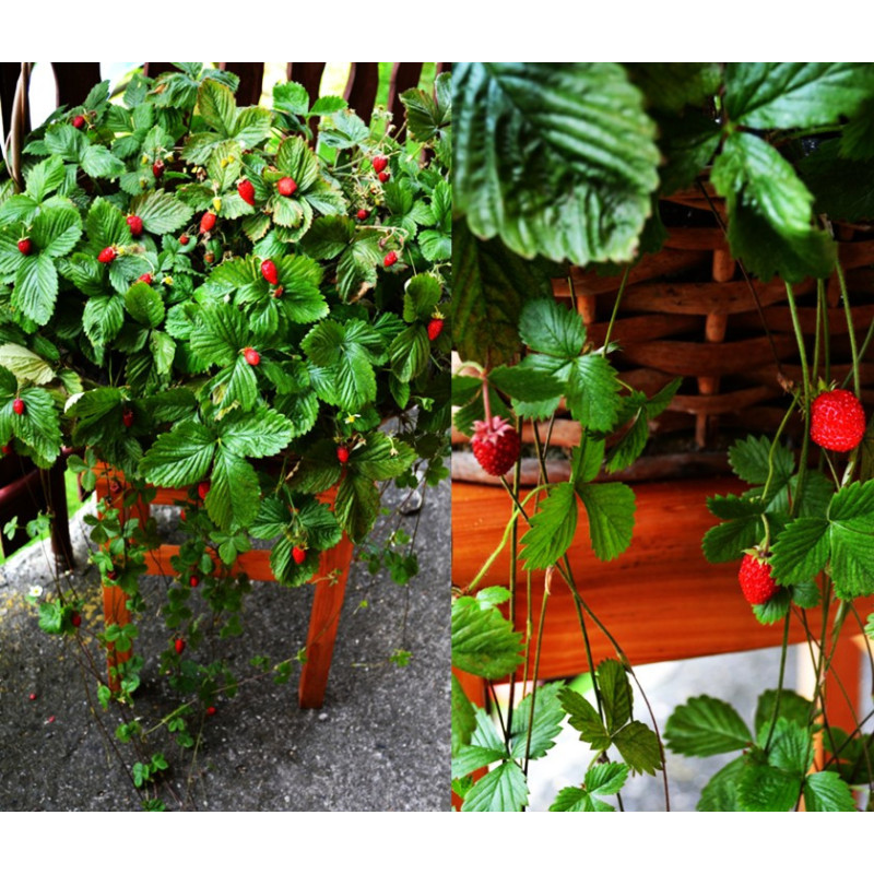 Poziomka wisząca Attila w donicy na balkonie