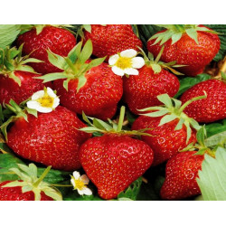 Dojrzałe truskawki Hossa – Sadzonki Kraków