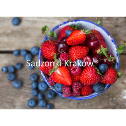 Talerz pysznych owoców z truskawkami Hossa