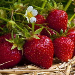 Truskawka Murzynek – ciemne bordowe owoce