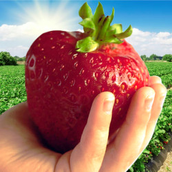 Dojrzała truskawka Murzynek – Sadzonki Kraków