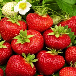 Dojrzałe owoce truskawki Polka – Sadzonki Kraków