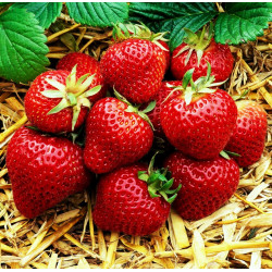 Ciemnoczerwone i bardzo słodkie owoce truskawki Polka