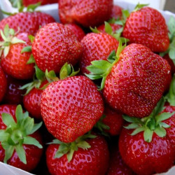 Truskawka Polka z własnego ogrodu