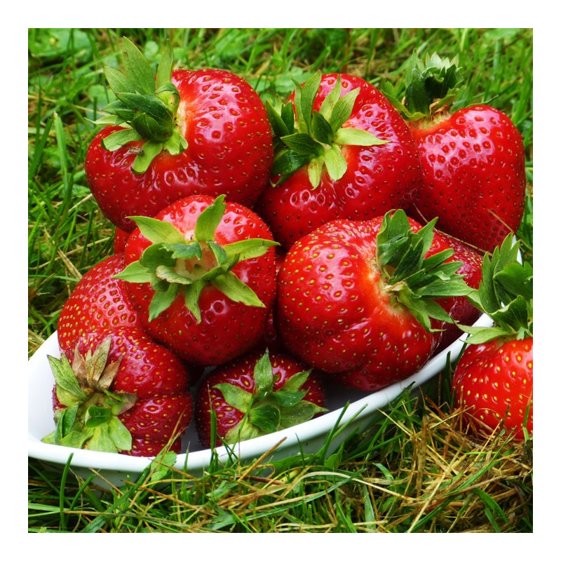 Truskawka Polka – najsmaczniejsza odmiana deserowa