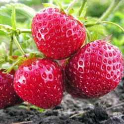 Truskawka Mara des Bois o smaku poziomki – owoce