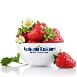 Pachnące truskawki o intensywnym aromacie leśnych poziomek