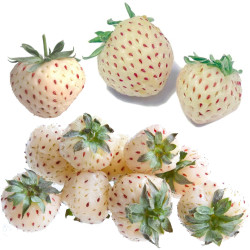 Dojrzałe owoce truskawki białej Pineberry – Sadzonki Kraków