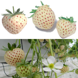 Biała truskawka Pineberry z czerwonymi pestkami