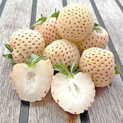 Egzotyczna truskawka o białych owocach – odmiana Pineberry