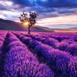 Pole kwitnącej lawendy – inspiracja do stworzenia własnej plantacji