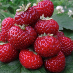 Truskawka Framberry – połączenie smaku truskawki i maliny