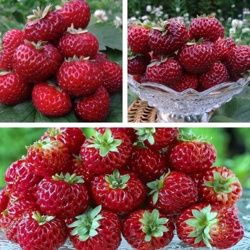 Najsłodsza truskawka na świecie – odmiana Framberry