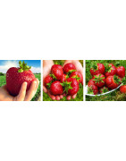 Sadzonki truskawek - Sklep Ogrodniczy Sadzonki Kraków - Frigo