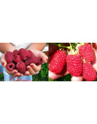 Sadzonki Malin - Odmiany Letnie i Powtarzające | Sklep Ogrodniczy