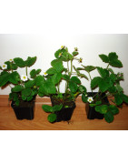 Sadzonki Poziomki w doniczkach P7 – Regina i Attila | Sadzonki Kraków