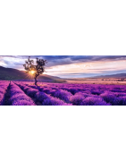 Sadzonki Lawendy Wąskolistnej – Odmiany zimujące w Polskim Klimacie